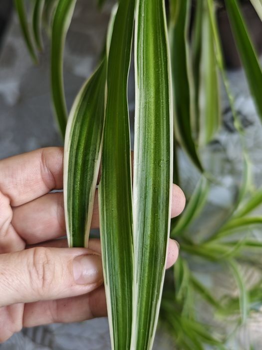 Разные комнатные цветы