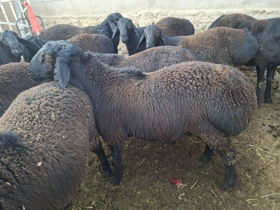 Zotga Qôchqorlar sotiladiii.