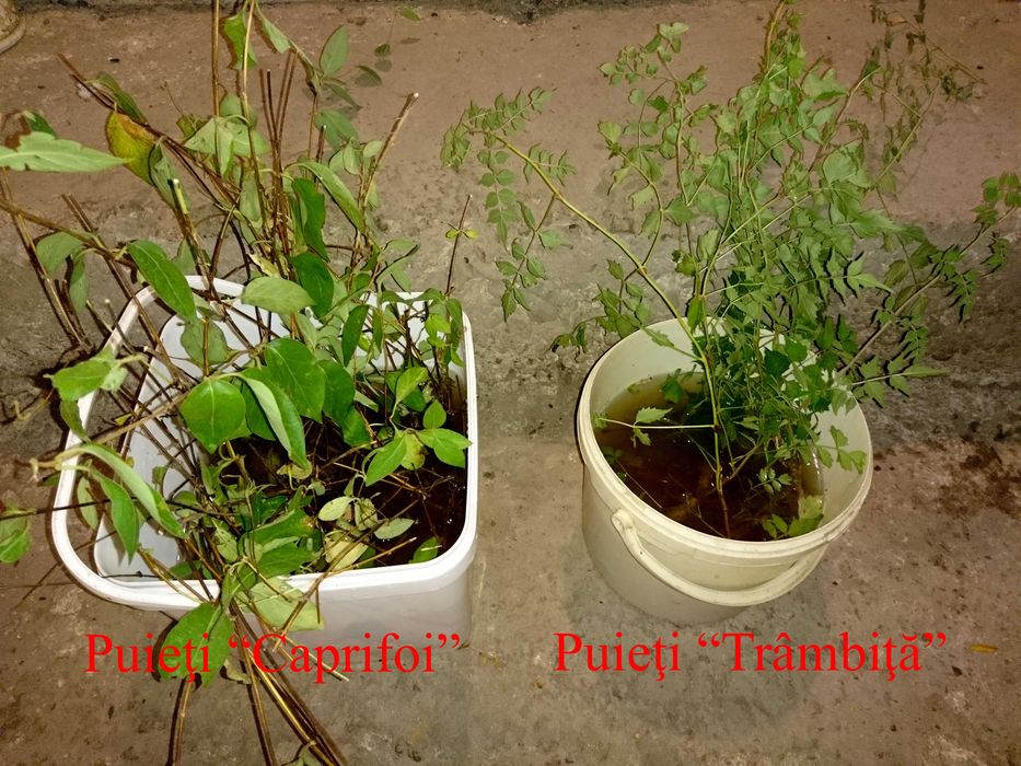 Planta-Floare: Trambita, Luleaua turcului, Trompeta turcului, Trompeta de Virginia, (Campsis Radicans)