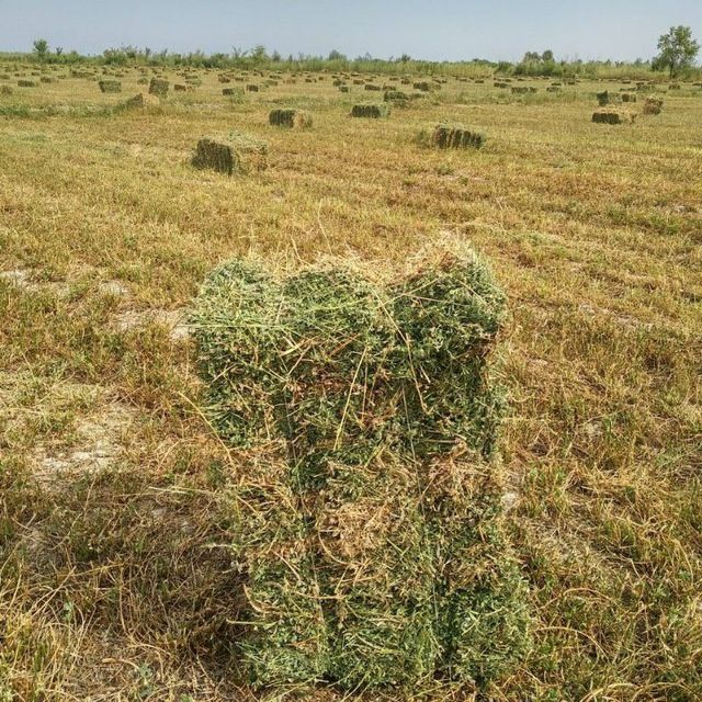 Беда прес сотилпди