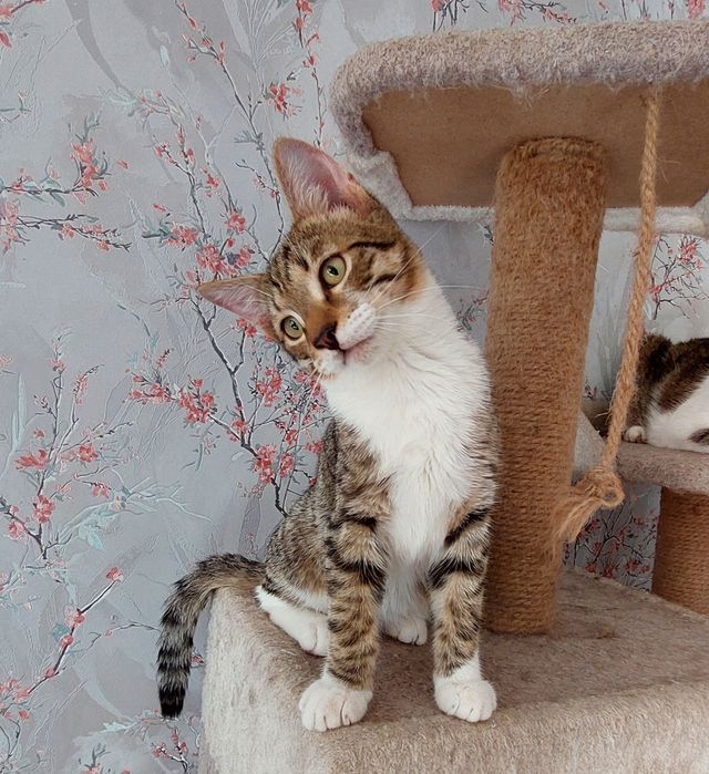 Отдам котика, зовут Лука.