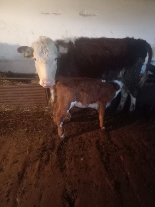 Продам коров с телятами и быка