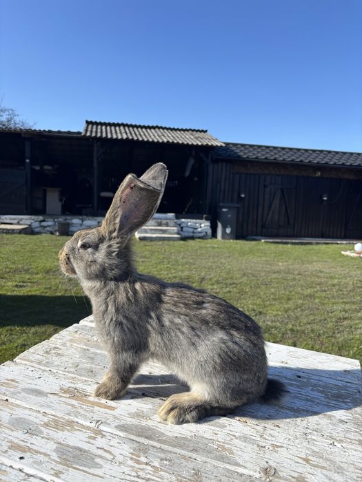 6 puii urias german tatuati