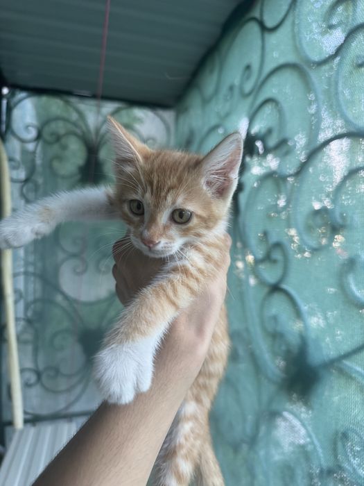 Отдам котят бесплатно