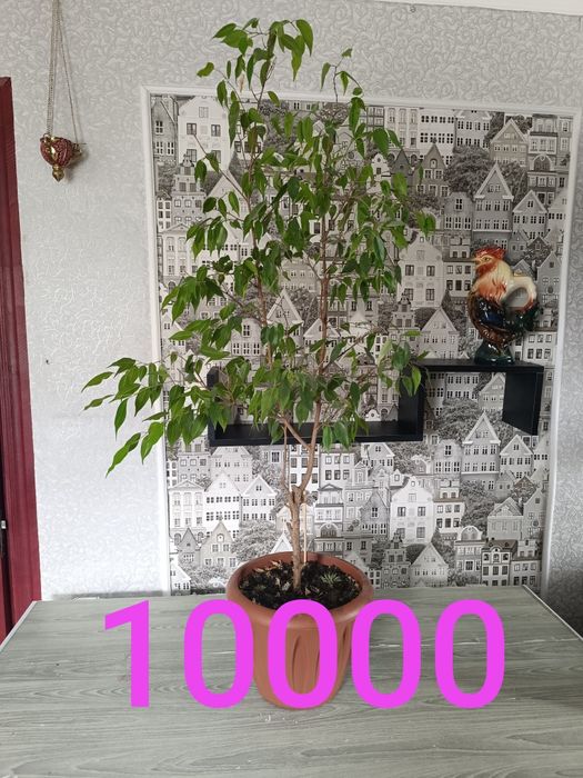 Цветы продамне дорого