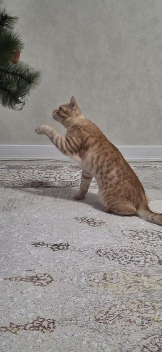 Кот для вязкиииии