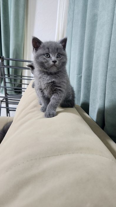 Продаётся котята скотеш