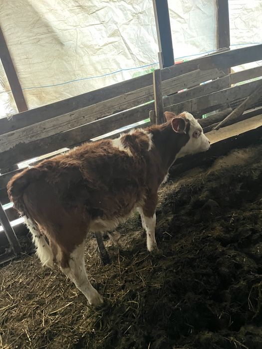 Vand 2 vitele baltate 3 luni