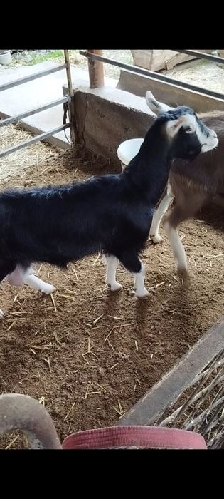 Зотли эчкимиз сотилади пули макул келса