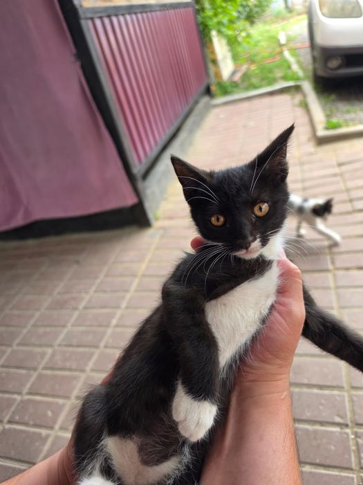 Отдам в добрые руки милых котят