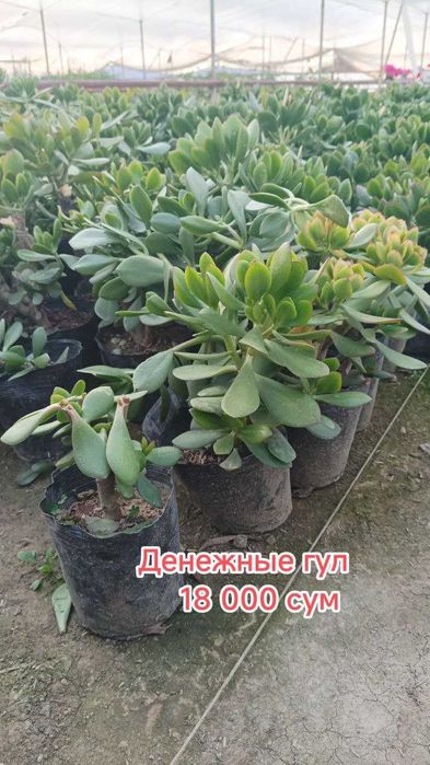 Гуллар. Хона ва уй гуллари, Кучатлар