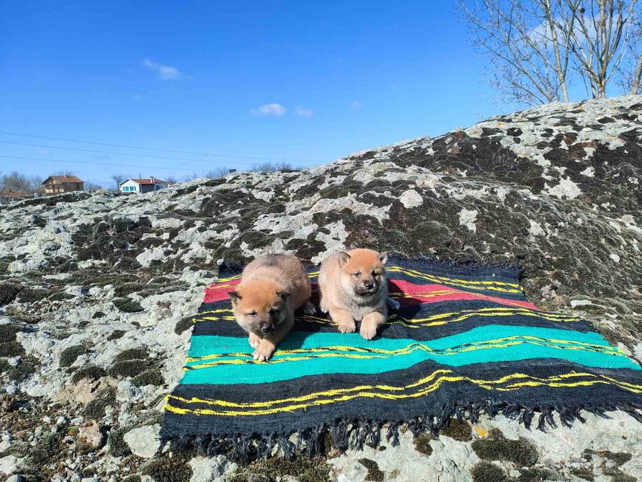 Продавам кученца Шиба Ину