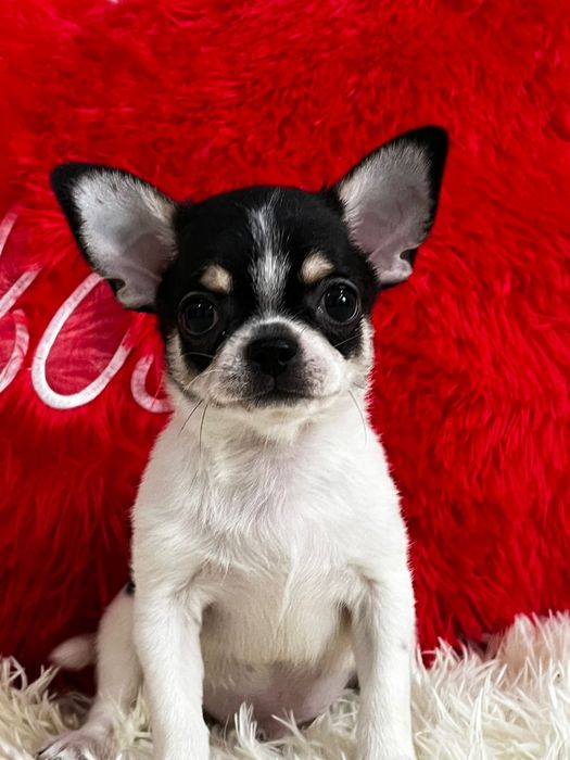 Чихуахуа кукольный мальчик