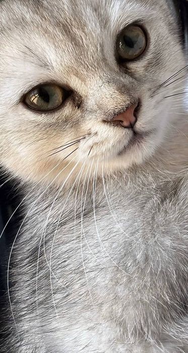 Продается котята Британский Шиншилла