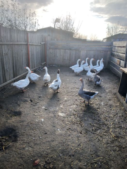 16 găini, ,gâște ,rațe.