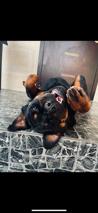 Ищу невесту, для вязки