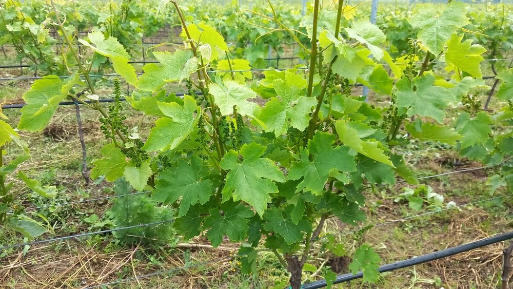 VIE ALTOI ITALIAN ,Tanara ,3 si 5 ani