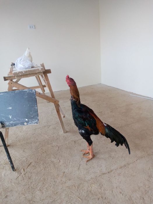 Dakan juja qon alishishga almashamiz yaxshi  tulak xurozga