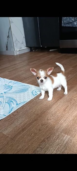 Чихуахуа мальчик готов к переезду