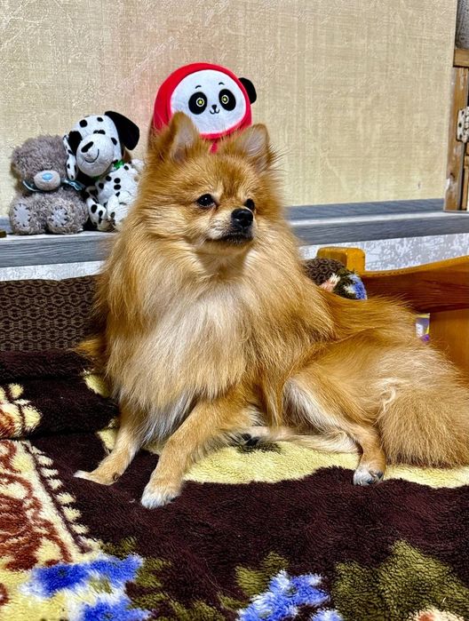 Придлогаю на вязку помиранкого шпица