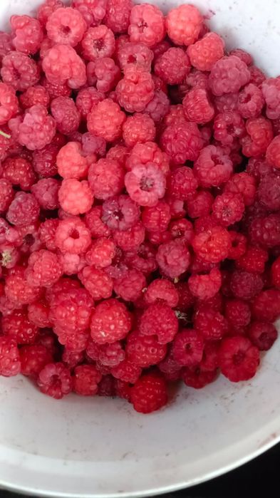 Продам малина домашний