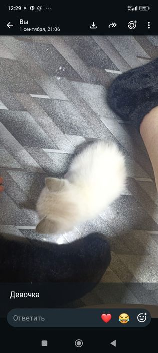 Отдам котят в добрые руки
