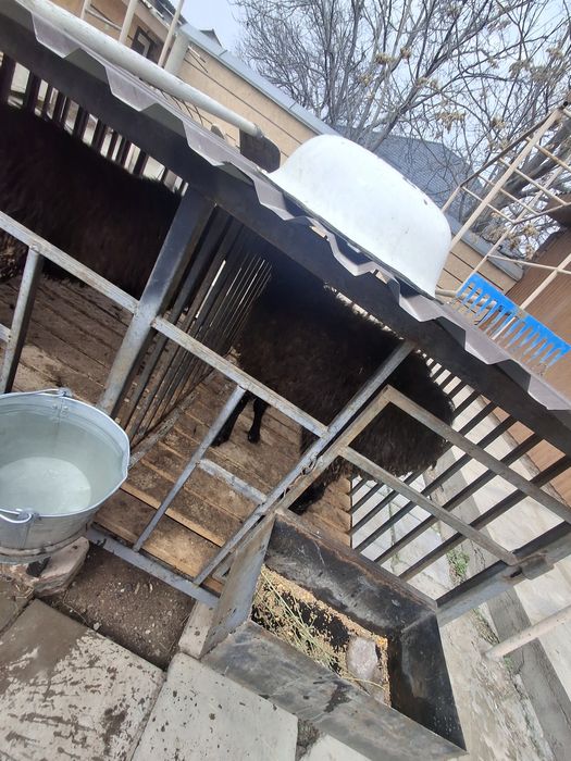 Қошқарлар бар  Семиз