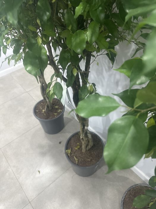 Фикус Бенджамина