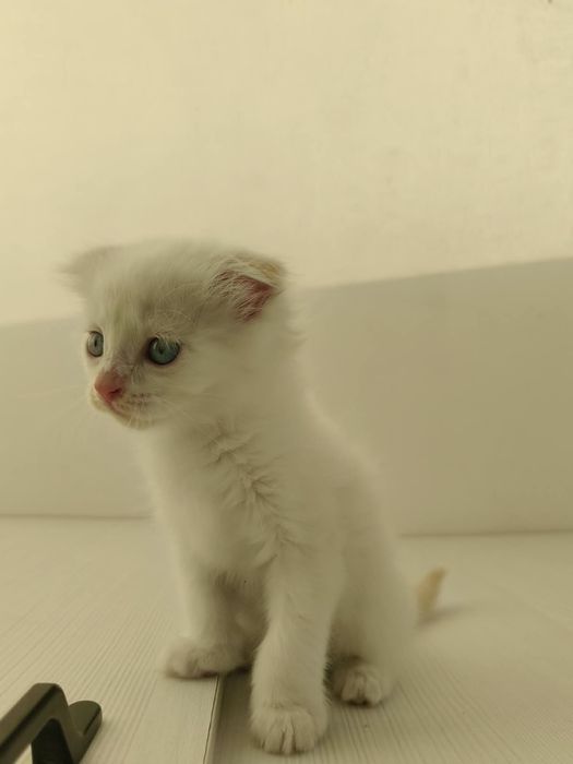 Шотландский вислоухий