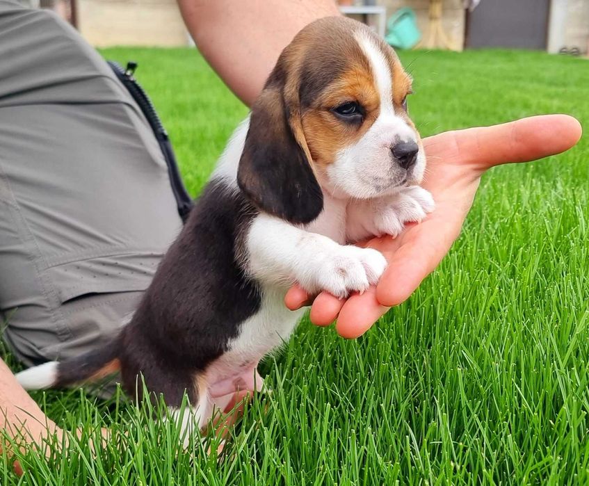 Pui de Beagle !!