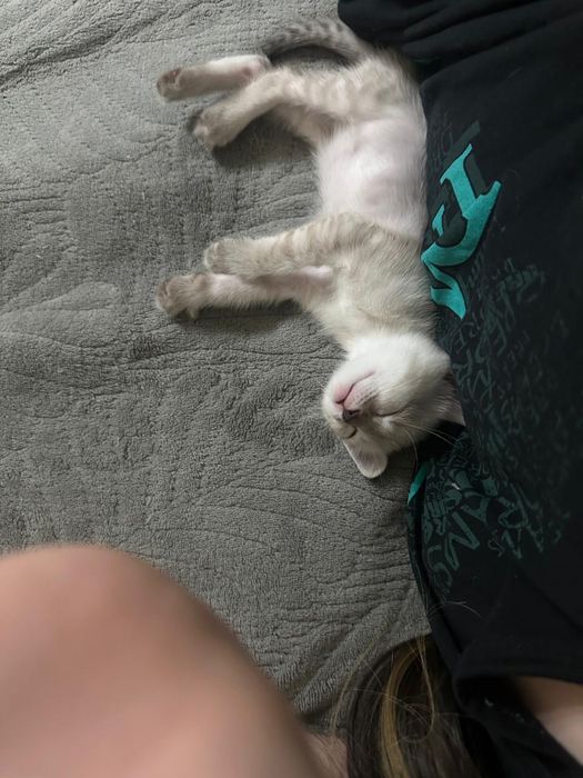 2 котенка, британцы