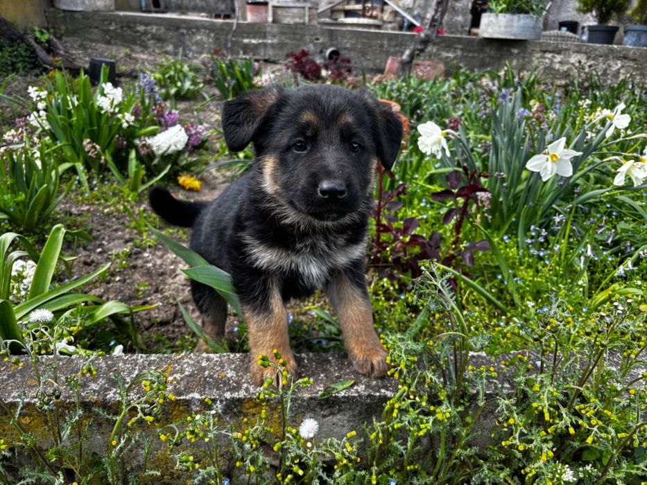 Чистокръвни немски овчарки
