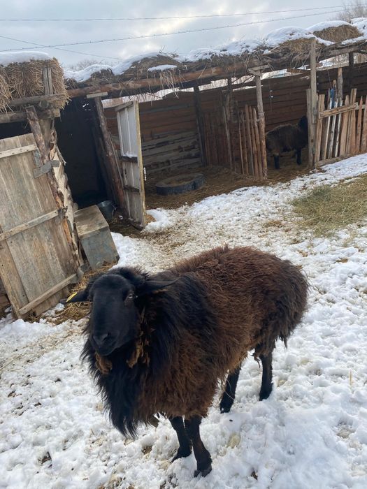 Қошқар сатылады 150 мын