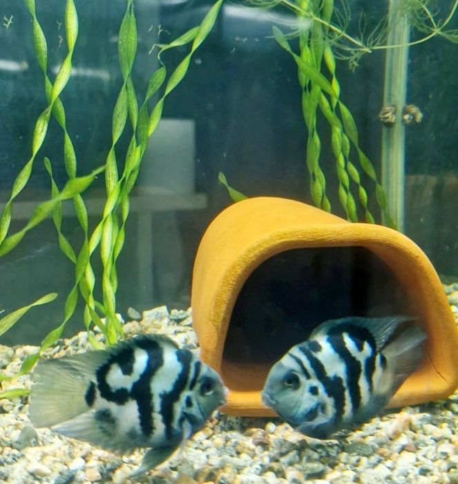 Продам аквариумных рыбок