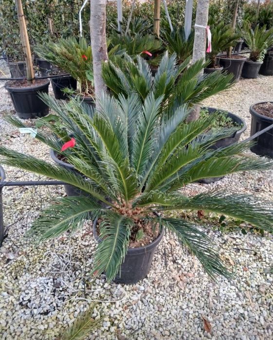 Palmieri aclimatizati in Romania