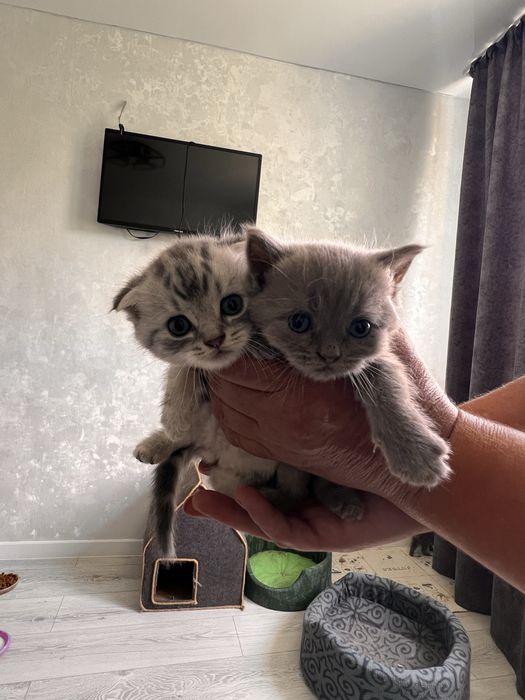 Котята британцы.