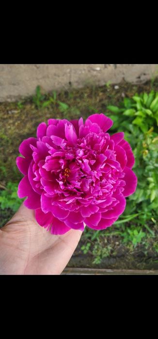 Корни, делёнки пионов