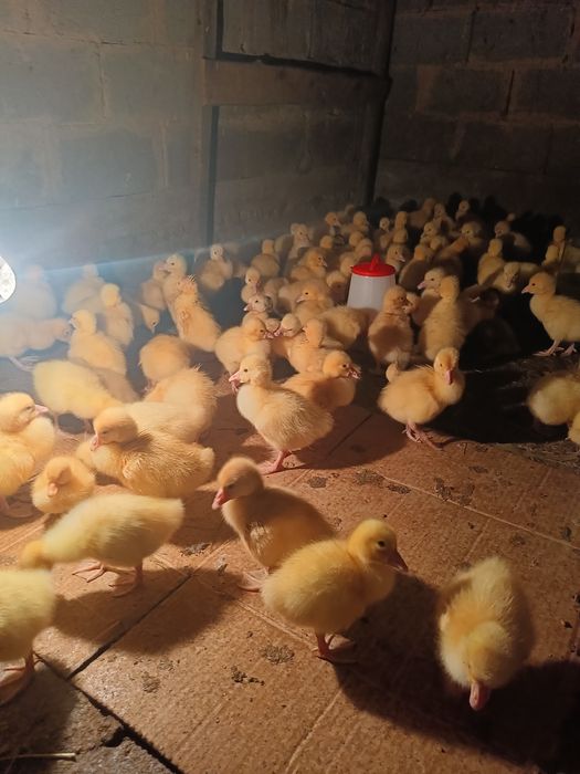 Продаю гусята крупные