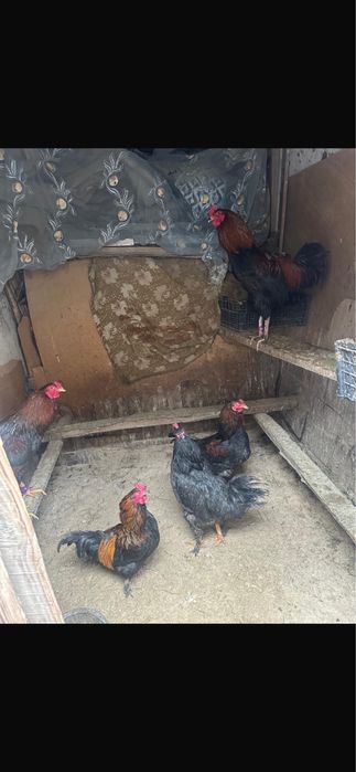 Петухи домашний, қораз