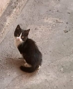 Отдам котенка в хорошие руки