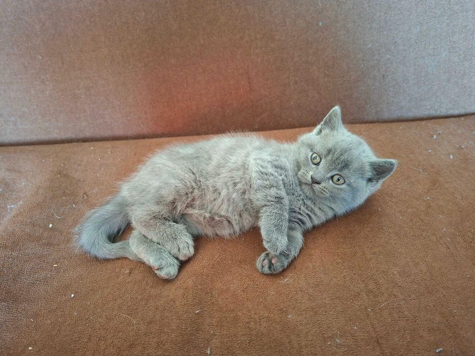 Шотландски клепоухи котета