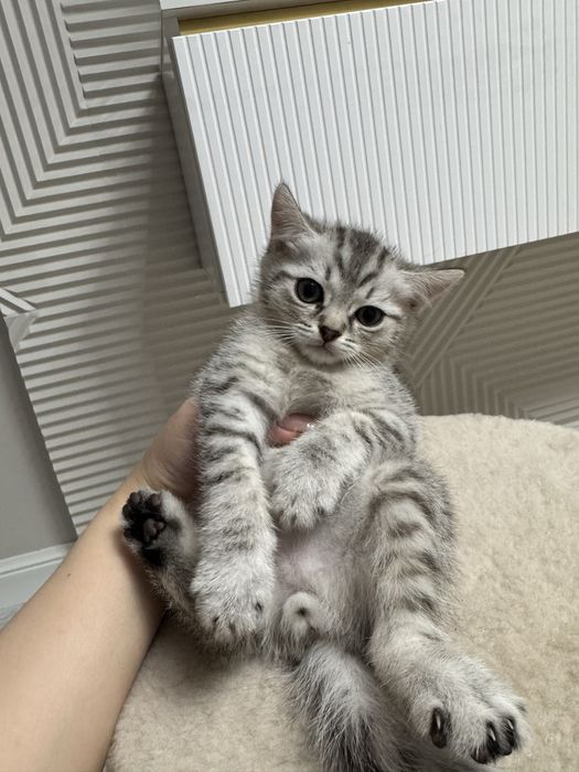 Продам котят породистые