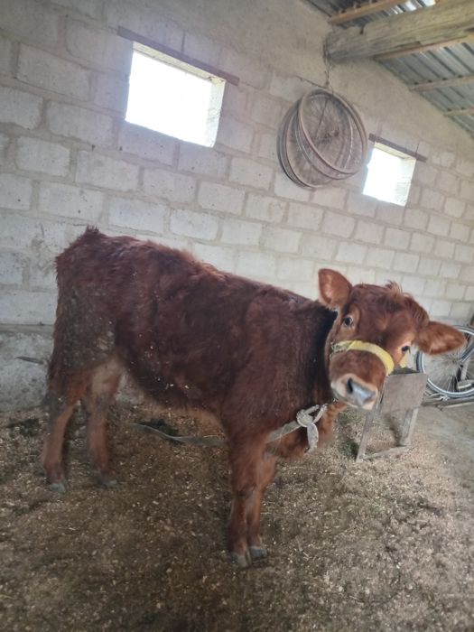 6 oyli gibrit gʻunojincha sotiladi