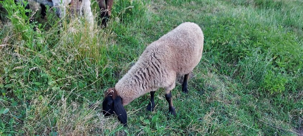 De vânzare carabasă sarbească, patru oi+berbec!
