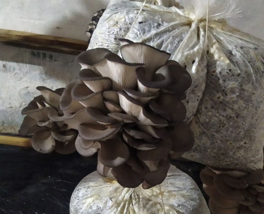 Семена КА 17 грибов Вешинка темный Месистый