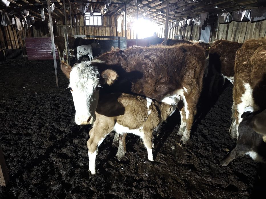 Корова продается.