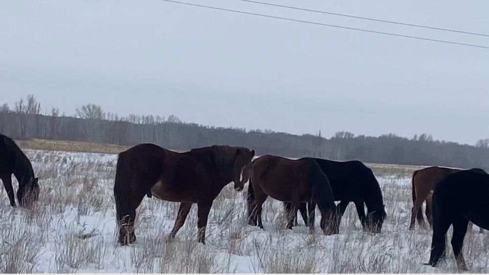 Продам табун лошадей (кобылы + жеребец)