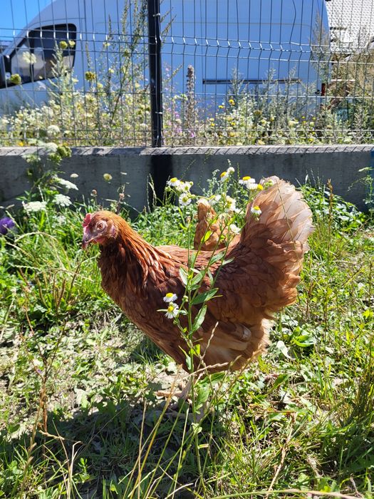 Vand puicute , gaini, pui de carne, rasa mixta