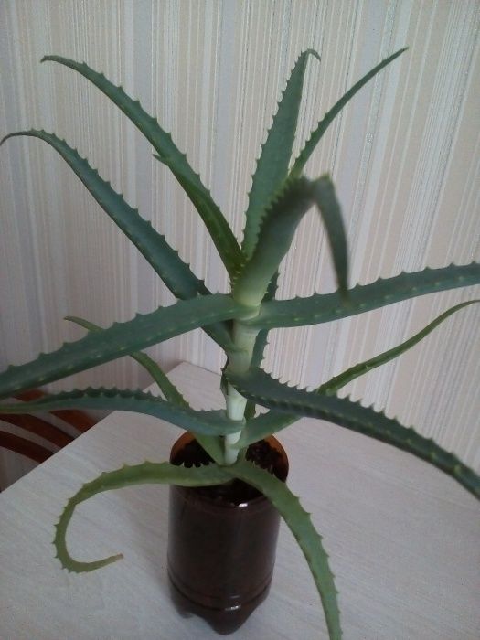 Продам цветок алоэ