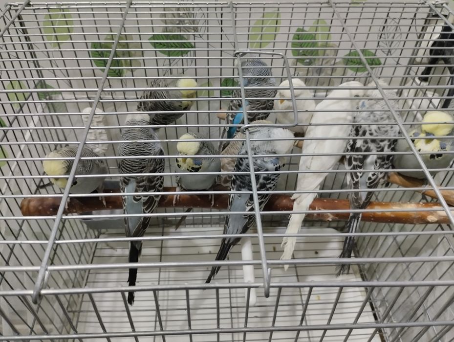 Попугаи Андуки 2,5 месяц